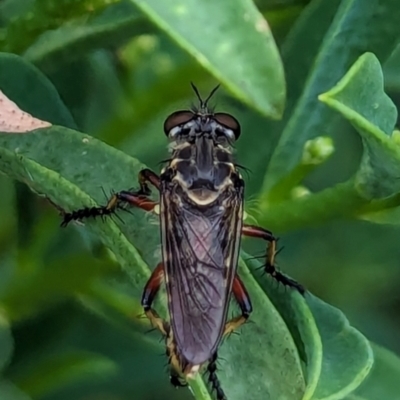 Unidentified Robber fly (Asilidae) at Watson, ACT - 26 Jan 2024 by AniseStar