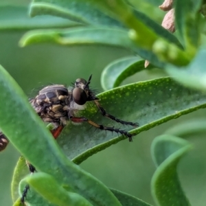 Thereutria amaraca at Watson, ACT - 26 Jan 2024