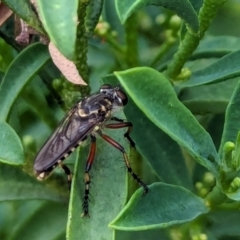 Thereutria amaraca at Watson, ACT - 26 Jan 2024