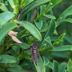 Thereutria amaraca at Watson, ACT - 26 Jan 2024