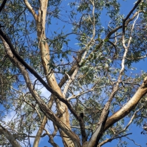 Eucalyptus melliodora at Watson Green Space - 26 Jan 2024