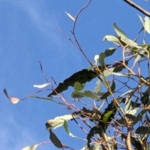 Eucalyptus melliodora at Watson Green Space - 26 Jan 2024