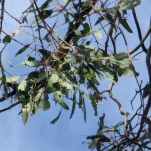 Eucalyptus melliodora at Watson Green Space - 26 Jan 2024