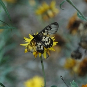 Acraea andromacha at ANBG - 14 Mar 2011