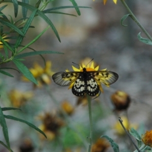 Acraea andromacha at ANBG - 14 Mar 2011