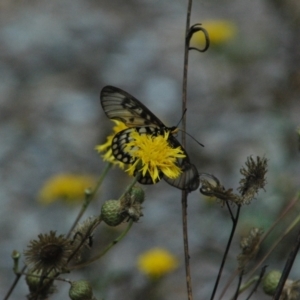 Acraea andromacha at ANBG - 14 Mar 2011