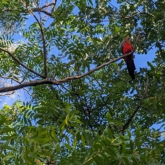 Alisterus scapularis (Australian King-Parrot) at Watson, ACT - 26 Jan 2024 by AniseStar