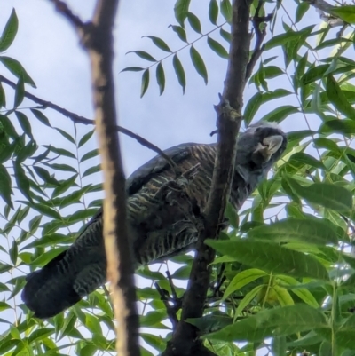 Callocephalon fimbriatum (Gang-gang Cockatoo) at Watson, ACT - 26 Jan 2024 by AniseStar