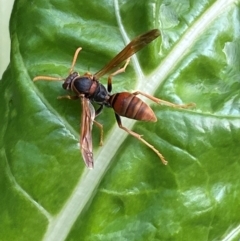 Polistes (Polistella) humilis (Common Paper Wasp) at Jerrabomberra, NSW - 26 Jan 2024 by SteveBorkowskis