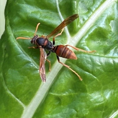 Polistes (Polistella) humilis (Common Paper Wasp) at Jerrabomberra, NSW - 26 Jan 2024 by SteveBorkowskis