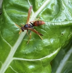 Polistes (Polistella) humilis at QPRC LGA - suppressed