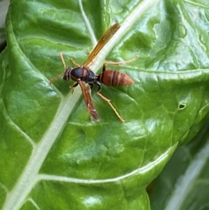 Polistes (Polistella) humilis at QPRC LGA - suppressed