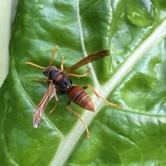 Polistes (Polistella) humilis at QPRC LGA - 26 Jan 2024