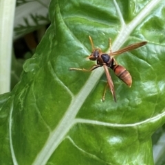 Polistes (Polistella) humilis at QPRC LGA - suppressed