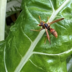 Polistes (Polistella) humilis at QPRC LGA - suppressed