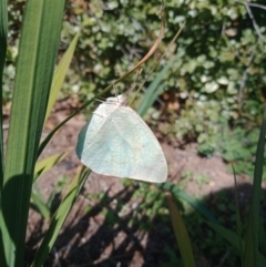 Catopsilia pyranthe (White migrant) at Holder, ACT - 13 Aug 2020 by Miranda