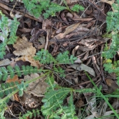 Acaena sp. (A Sheep's Burr) at Watson, ACT - 26 Jan 2024 by AniseStar