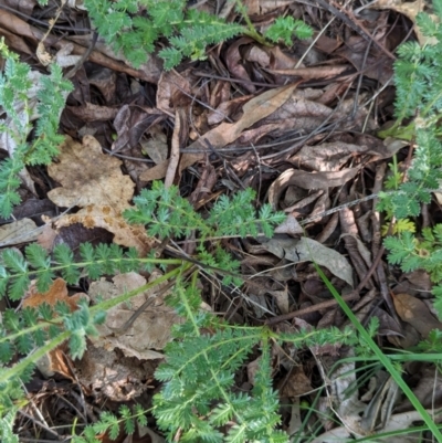 Acaena sp. (A Sheep's Burr) at Watson Green Space - 26 Jan 2024 by AniseStar