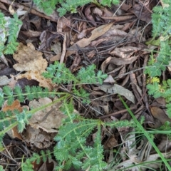 Acaena (genus) at Watson Green Space - 26 Jan 2024 05:57 PM