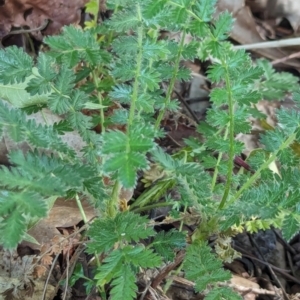 Acaena (genus) at Watson Green Space - 26 Jan 2024