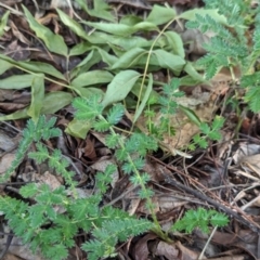 Acaena (genus) at Watson Green Space - 26 Jan 2024 05:57 PM