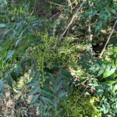 Pistacia chinensis (Chinese Pistachio) at Watson Green Space - 26 Jan 2024 by AniseStar