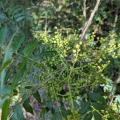 Pistacia chinensis at Watson Green Space - 26 Jan 2024 05:56 PM