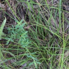 Hypericum perforatum (St John's Wort) at Watson Green Space - 26 Jan 2024 by AniseStar