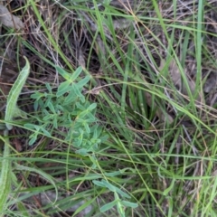 Hypericum perforatum at Watson Green Space - 26 Jan 2024 05:44 PM