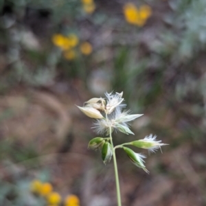 Rytidosperma carphoides at Watson Green Space - 26 Jan 2024