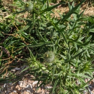 Cirsium vulgare at Watson Green Space - 26 Jan 2024 05:39 PM