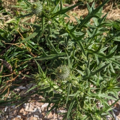 Cirsium vulgare (Spear Thistle) at Watson, ACT - 26 Jan 2024 by AniseStar