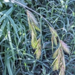 Bromus catharticus (Prairie Grass) at Watson Green Space - 26 Jan 2024 by AniseStar