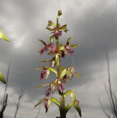 Corunastylis fimbriata at Boolijah, NSW - 24 Jan 2024 by RobG1