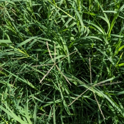 Cynodon dactylon (Couch Grass) at Watson, ACT - 26 Jan 2024 by AniseStar