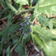 Salvia verbenaca var. verbenaca (Wild Sage) at Watson, ACT - 26 Jan 2024 by AniseStar