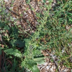 Salvia verbenaca var. verbenaca at Watson Green Space - 26 Jan 2024