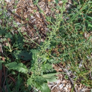 Salvia verbenaca var. verbenaca at Watson Green Space - 26 Jan 2024 05:35 PM