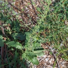 Salvia verbenaca var. verbenaca at Watson Green Space - 26 Jan 2024