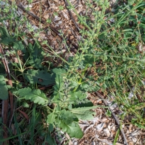 Salvia verbenaca var. verbenaca at Watson Green Space - 26 Jan 2024