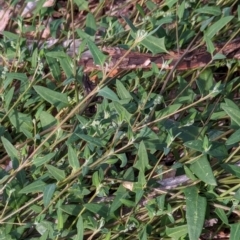 Einadia nutans subsp. nutans (Climbing Saltbush) at Watson Green Space - 26 Jan 2024 by AniseStar