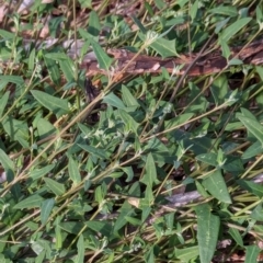 Einadia nutans subsp. nutans at Watson Green Space - 26 Jan 2024