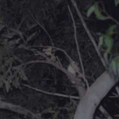 Petauroides volans (Greater Glider) at Berry, NSW - 26 Jan 2024 by danswell