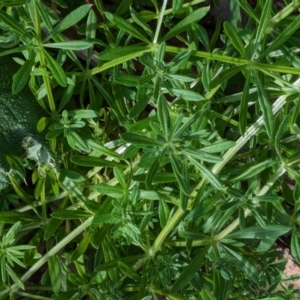 Galium aparine at Watson Green Space - 26 Jan 2024 05:34 PM