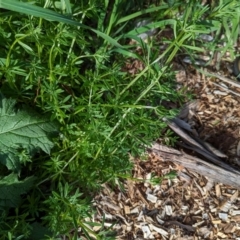 Galium aparine at Watson Green Space - 26 Jan 2024 05:34 PM