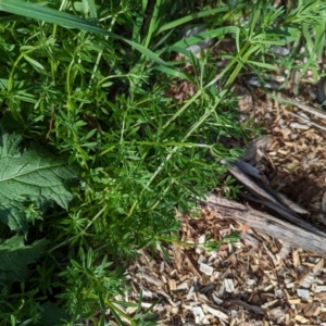 Galium aparine at Watson Green Space - 26 Jan 2024 05:34 PM