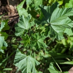 Malva parviflora (Little Mallow) at Watson, ACT - 26 Jan 2024 by AniseStar