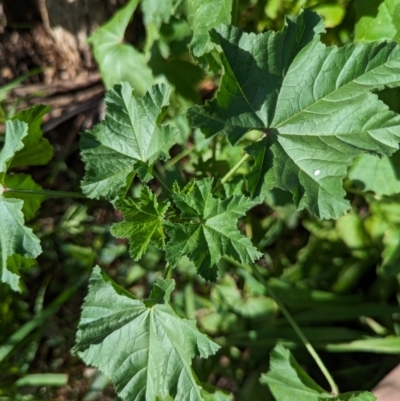 Malva parviflora (Little Mallow) at Watson Green Space - 26 Jan 2024 by AniseStar