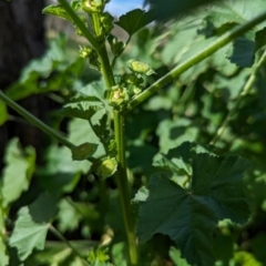 Malva parviflora at Watson Green Space - 26 Jan 2024