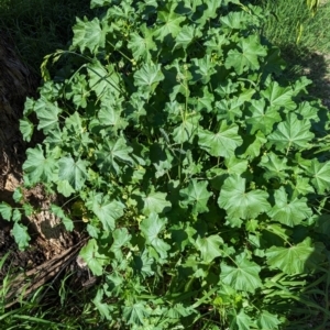 Malva parviflora at Watson Green Space - 26 Jan 2024